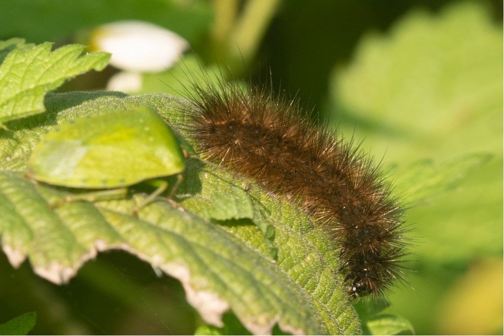 Bruco da identificare : Phragmatobia fuliginosa?  S !