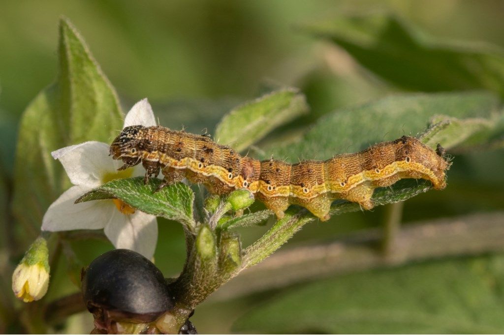 Bruco di... Helicoverpa armigera - Noctuidae