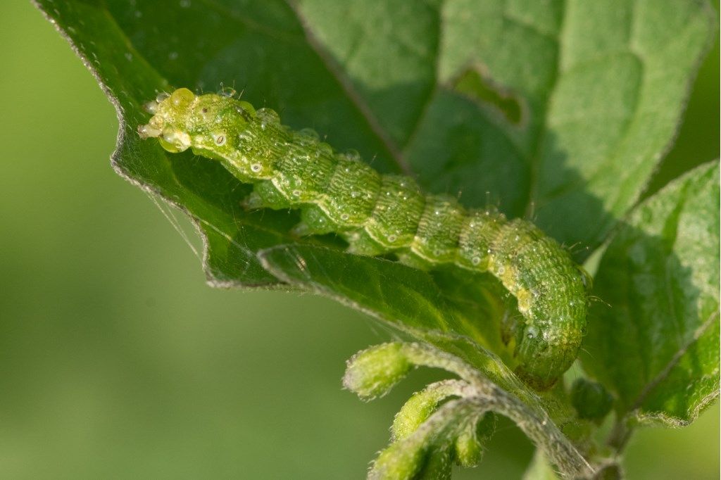 Bruco di... Helicoverpa armigera