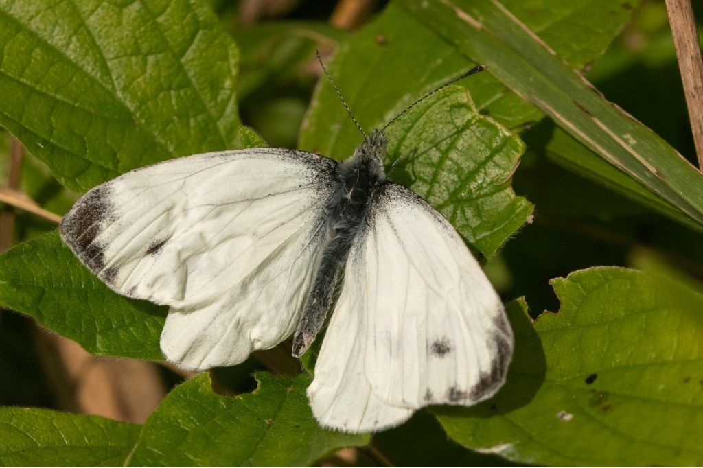 Pieridae: Pieris napi