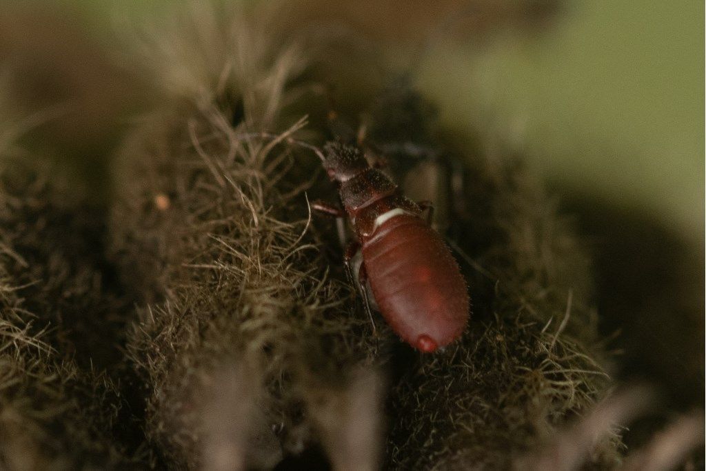 Pyrrhocoris apterus ?  No, Oxycarenus hyalinipennis