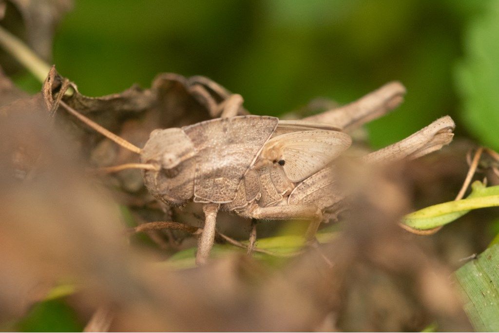 Acrididae da identificare: neanide di locusta migratoria ?  Molto probabile