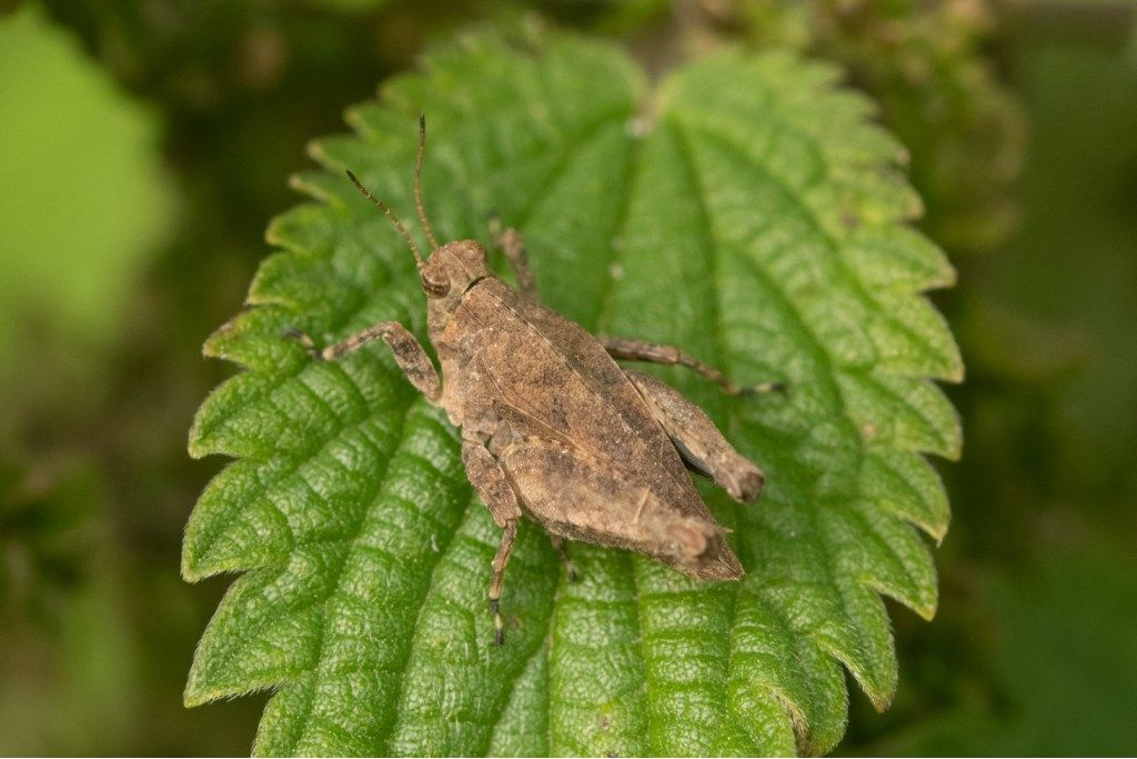 Acrididae da identificare: neanide di locusta migratoria ?  No,  Tetrigidae adulto