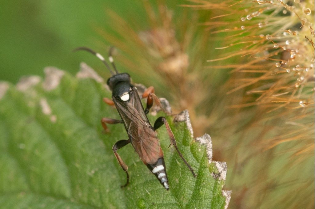 Ichneumonidae da id.