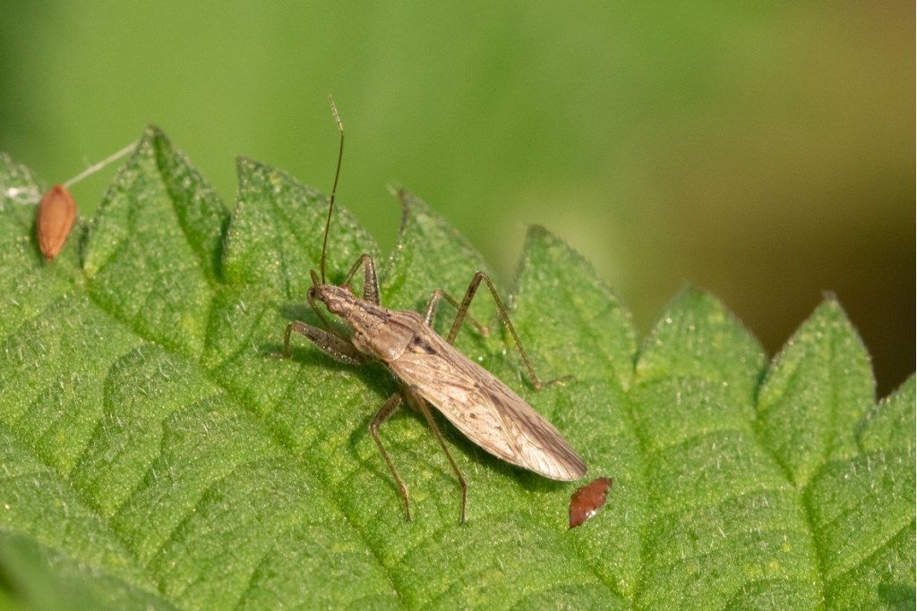 Nabis ? S, Nabis gr. pseudoferus (cfr.)