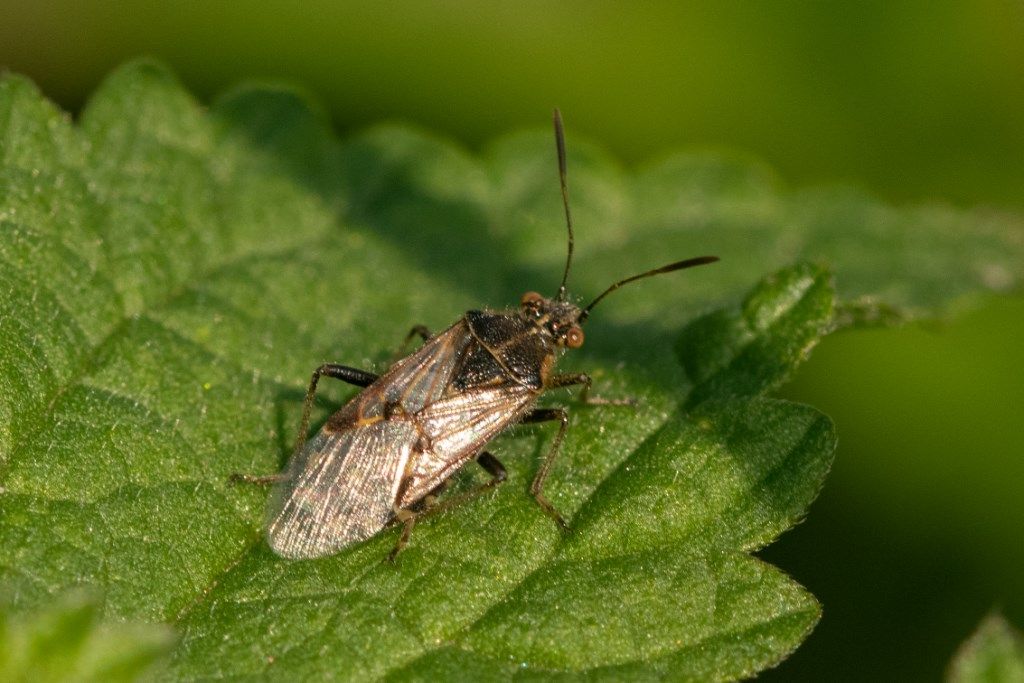 Rhopalidae: Liorhyssus hyalinus