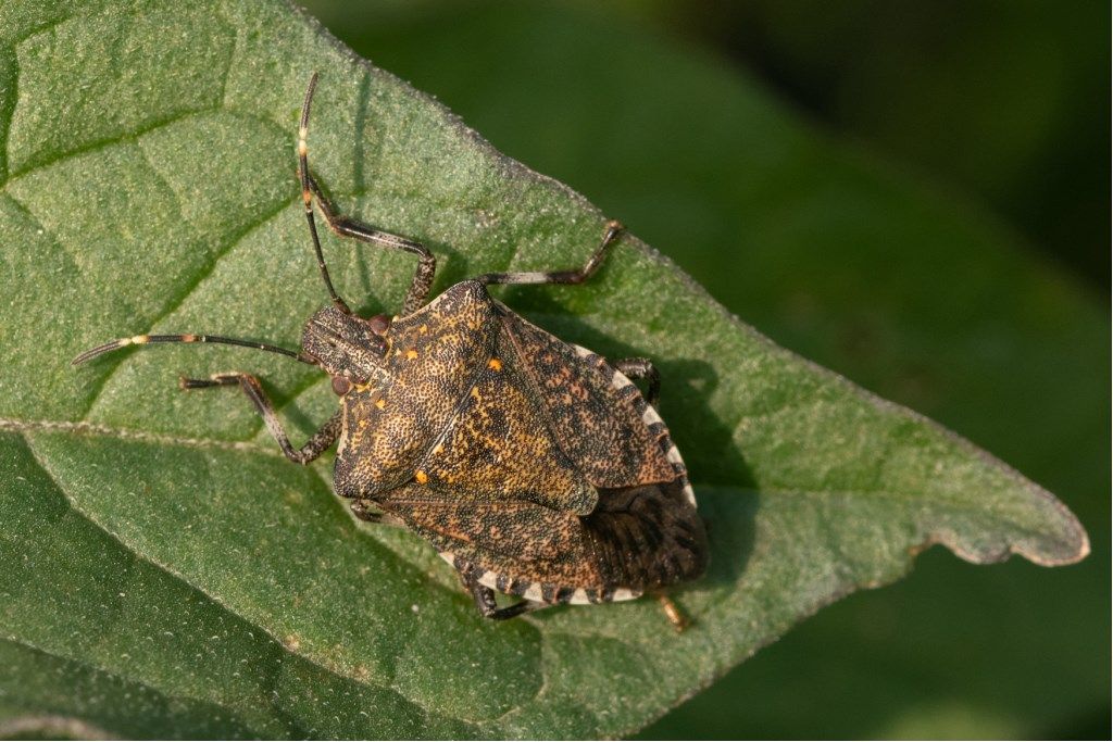 Pentatomidae: Halyomorpha halys