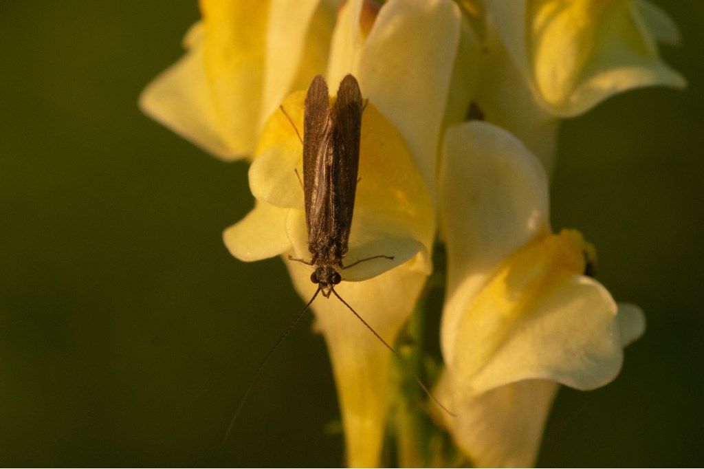 cfr. Psychomyidae sp. (?)