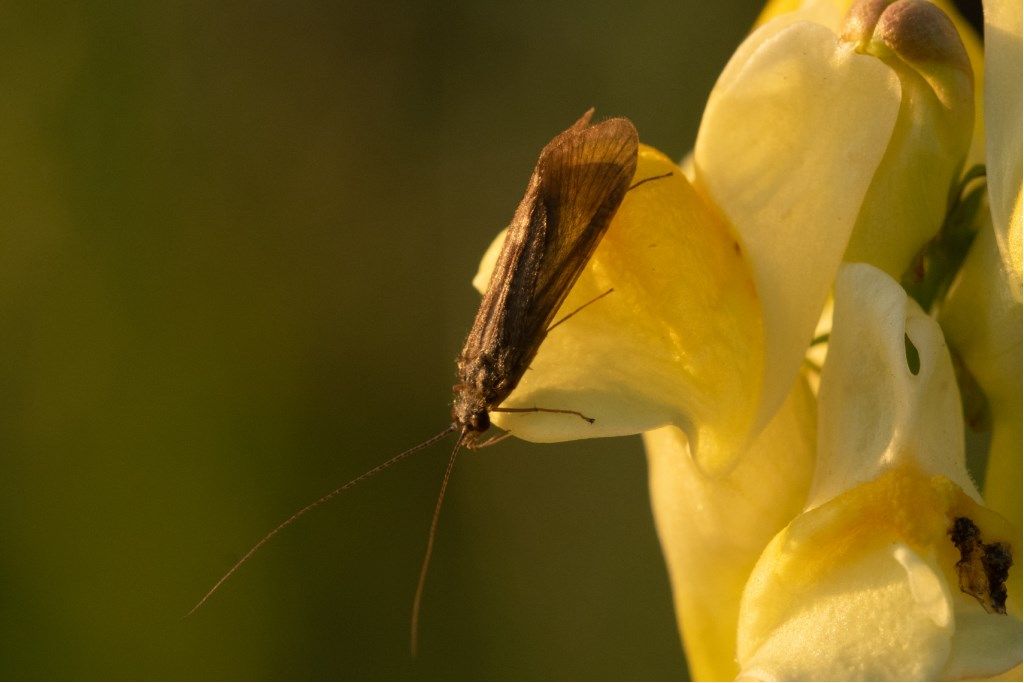 cfr. Psychomyidae sp. (?)