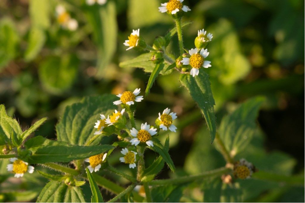 Galinsoga sp. (Asteraceae)