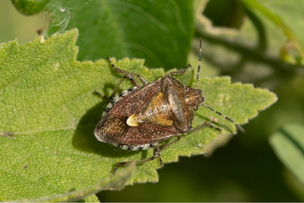 Pentatomidae: Dolycoris baccarum