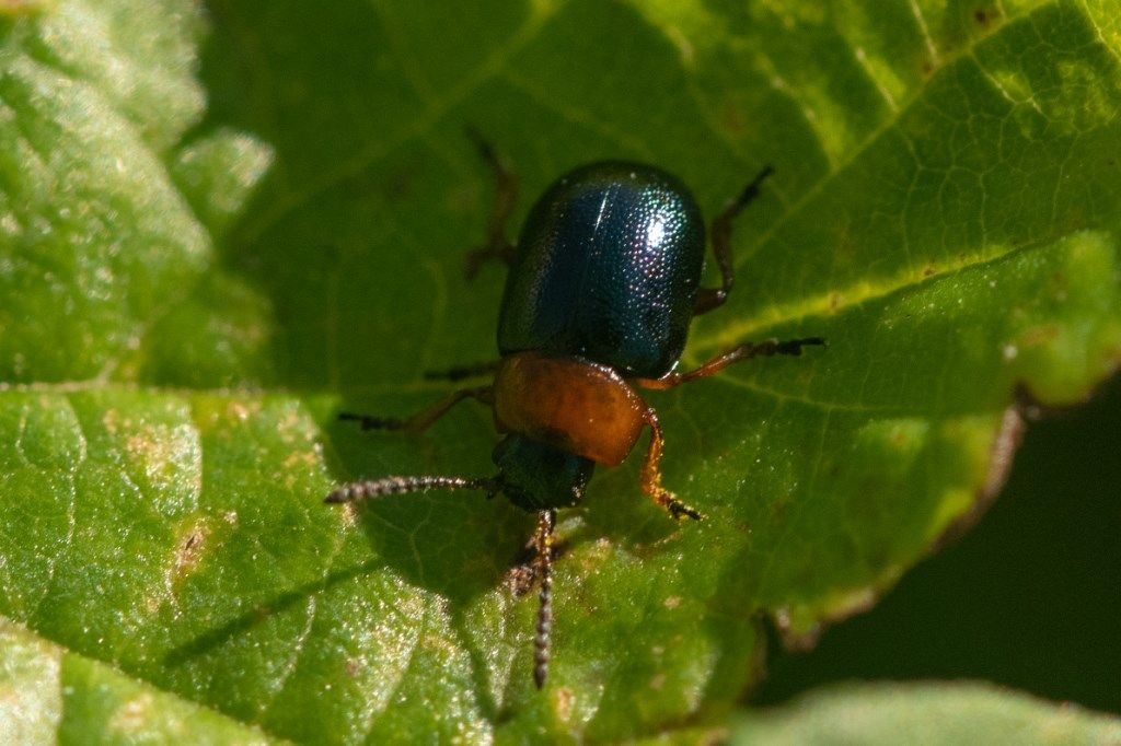 Chrysomelidae: Gastrophysa polygoni.