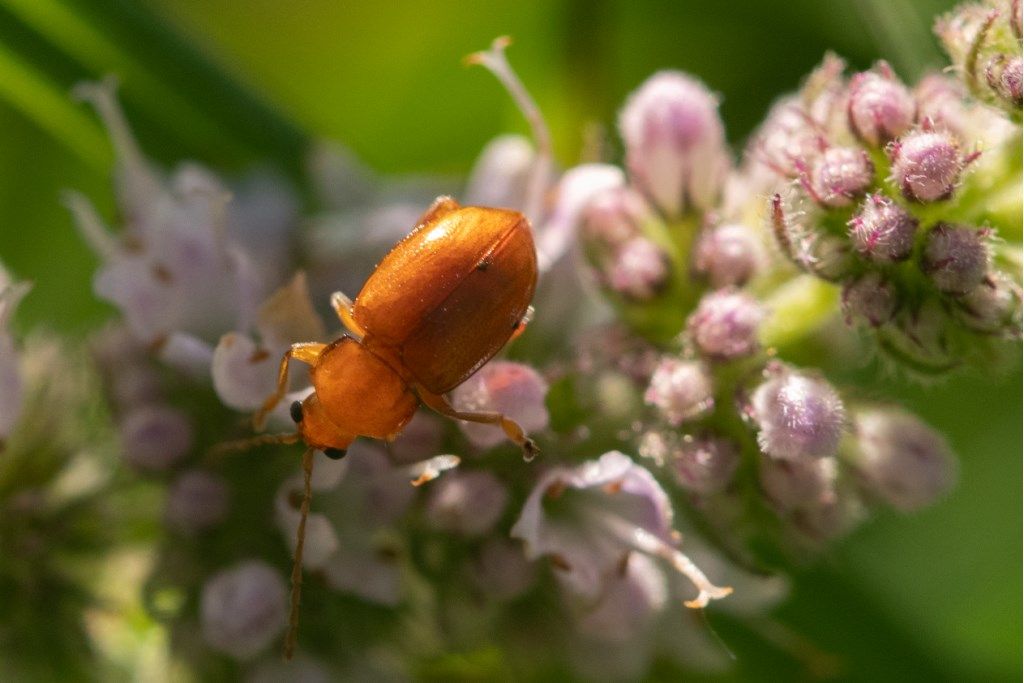 Chrysomelidae: Neocrepidodera sp.