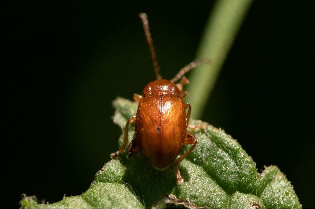 Chrysomelidae: Neocrepidodera sp.