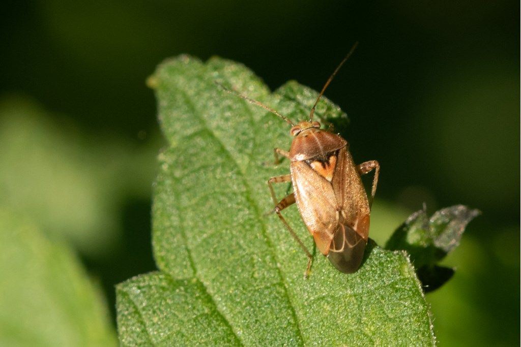 Miridae: Lygus rugulipennis