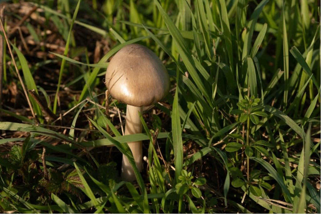 Fungo da determinare