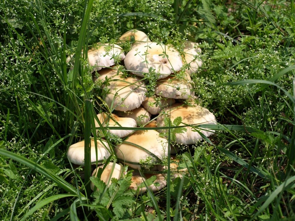 Fungo da determinare