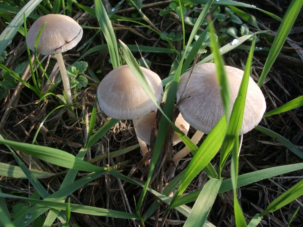 Funghi  da determinare