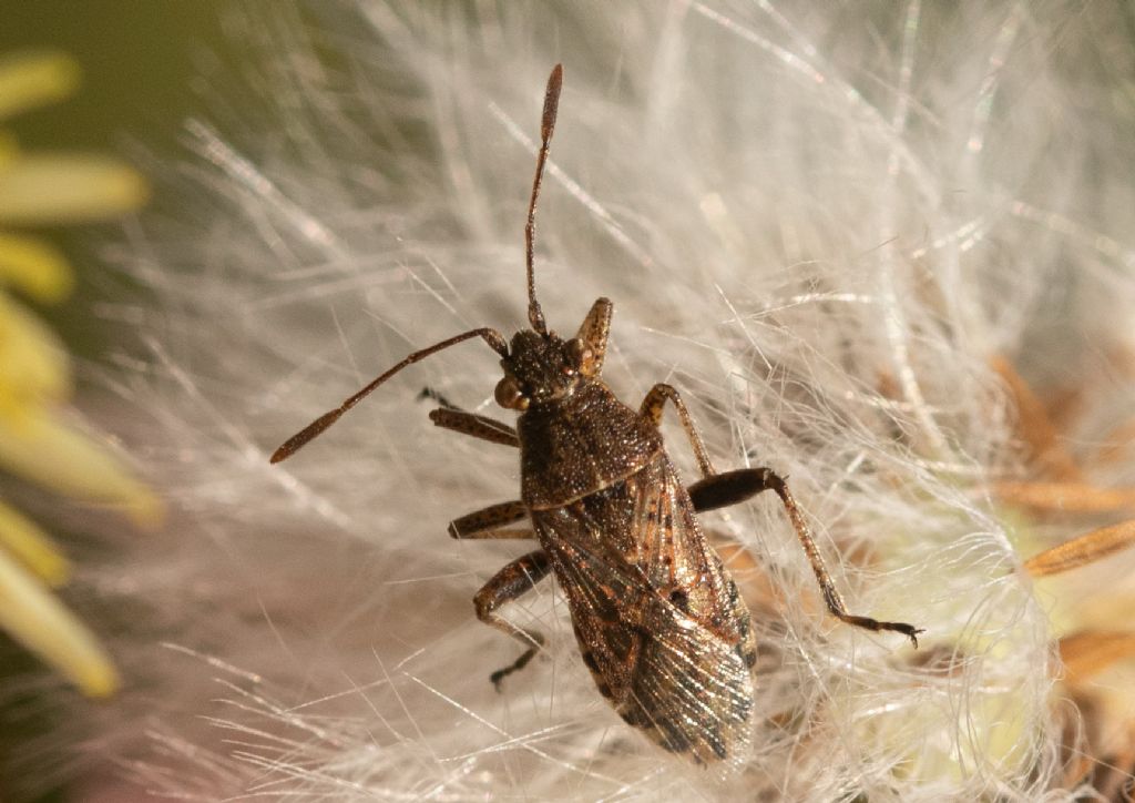 Rhopalidae: Stictopleurus  punctatonervosus