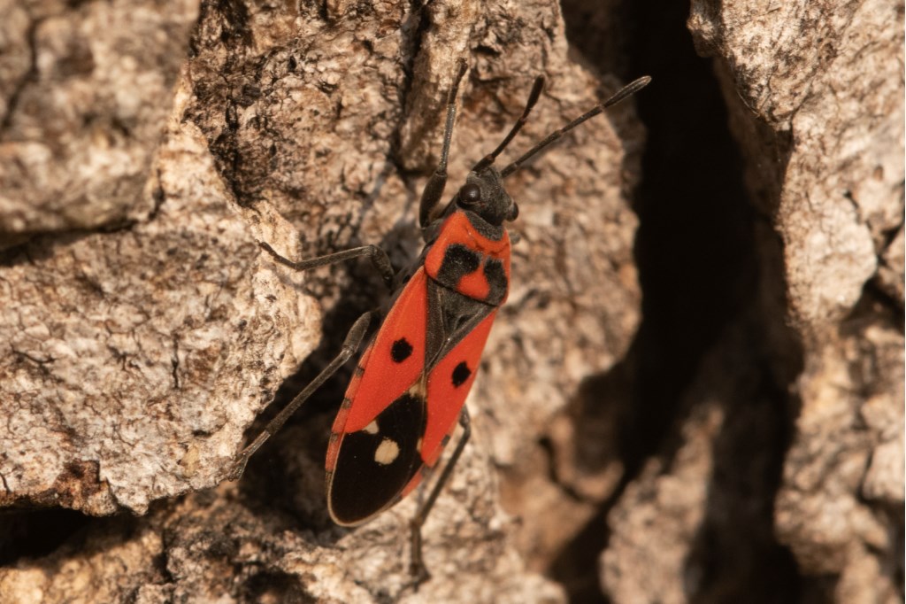 Lygaeidae: Melanocoryphus albomaculatus