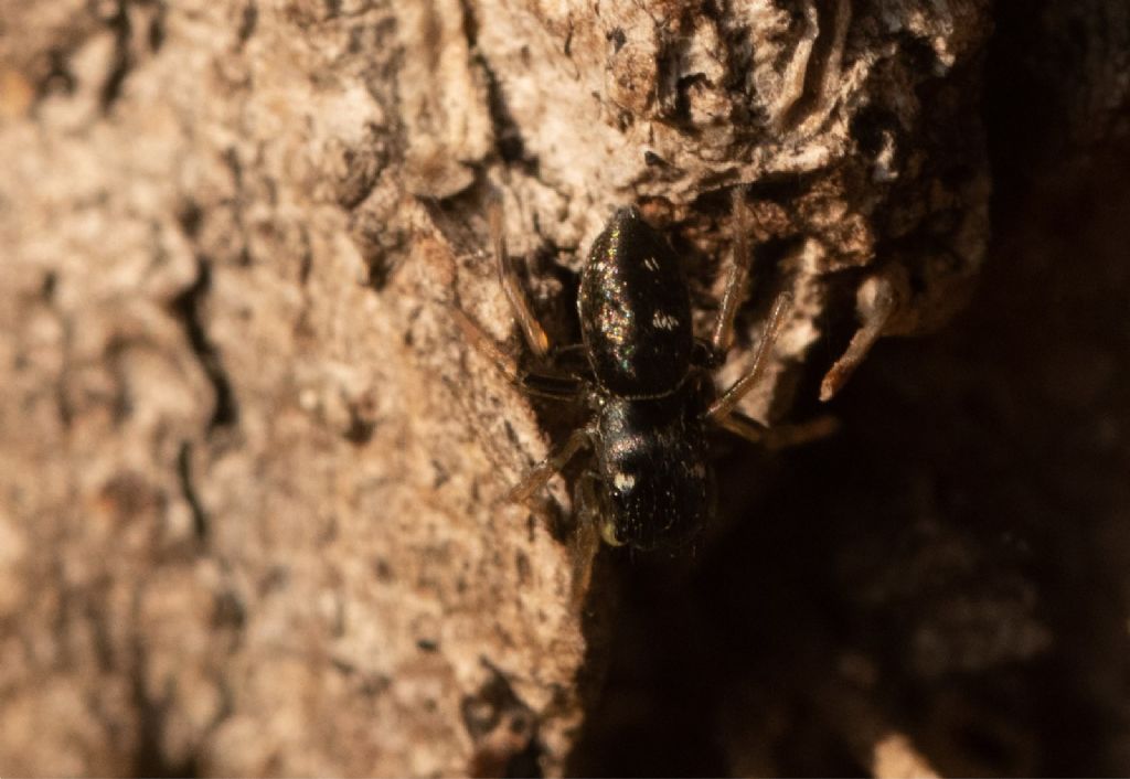Heliophanus sp. - prov. CR