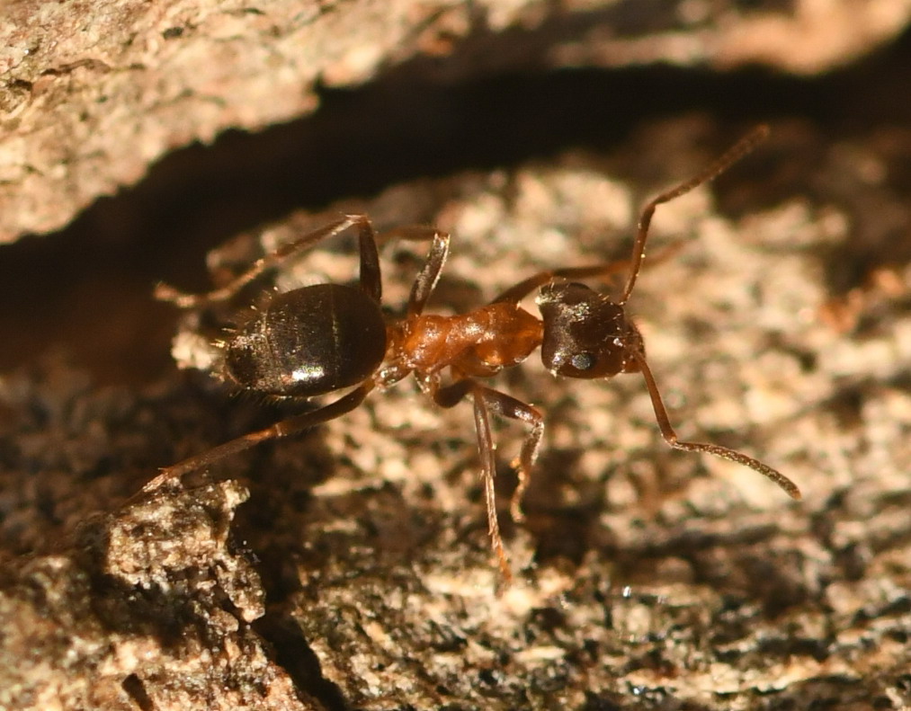 Formicidae: Lasius emarginatus