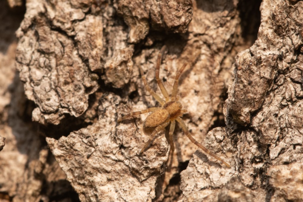 Philodromus sp. - prov. CR