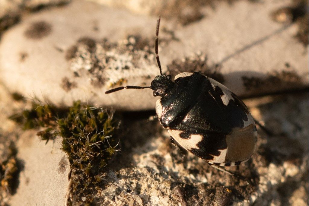 Cydnidae: Tritomegas bicolor