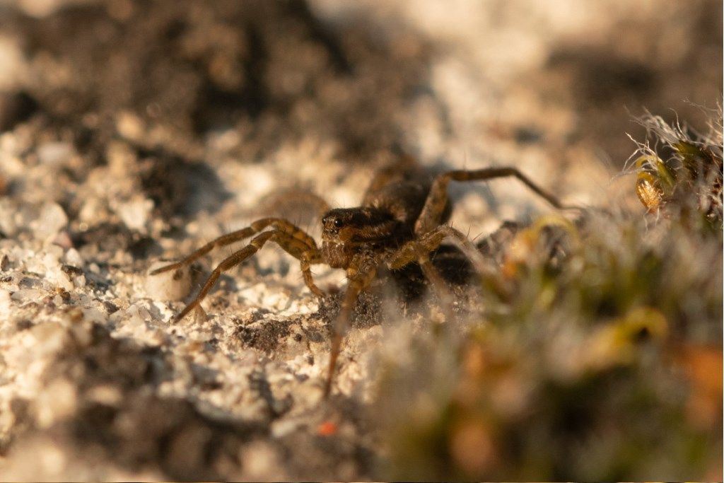 Pardosa sp. - prov. CR