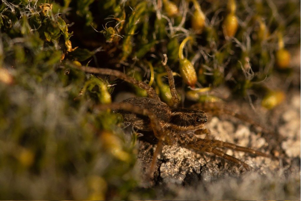 Pardosa sp. - prov. CR