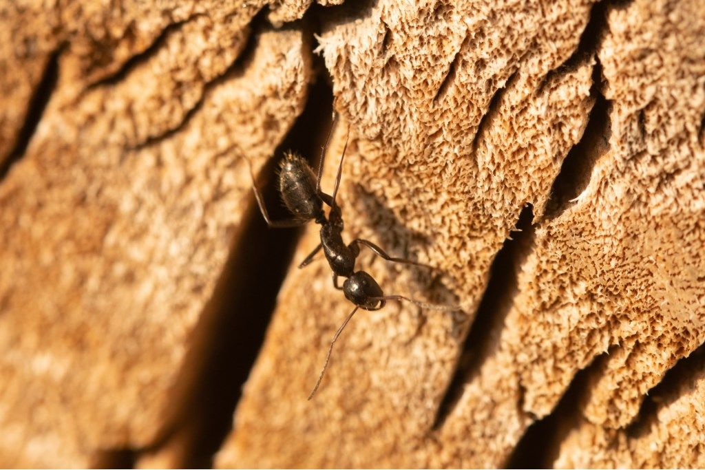 Formica: Camponotus vagus