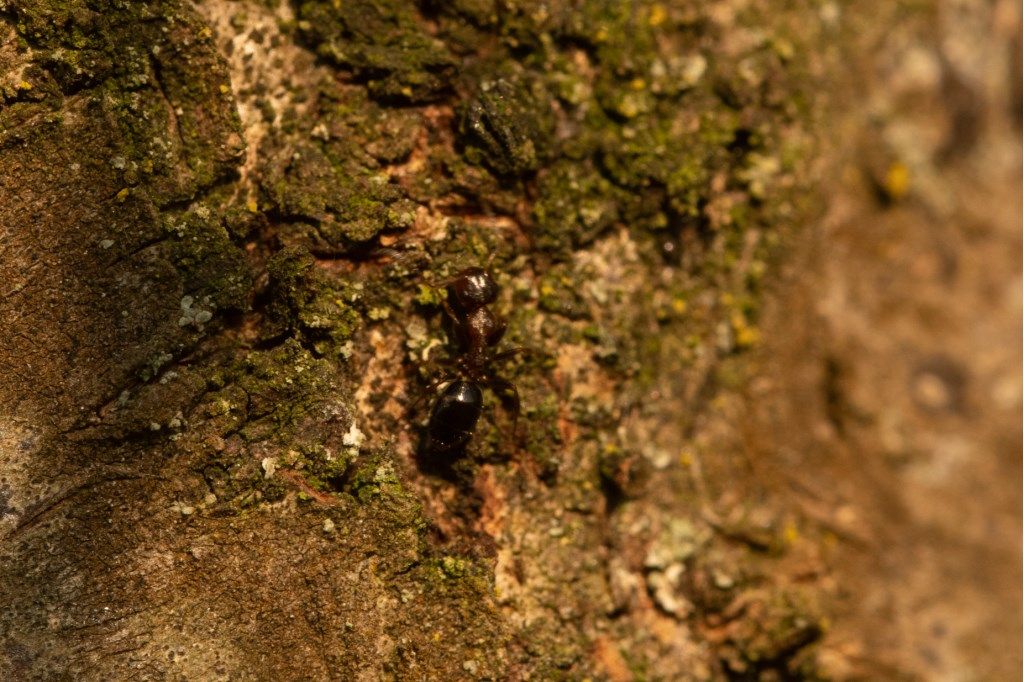 Formicidae: operaia di Colobopsis truncata