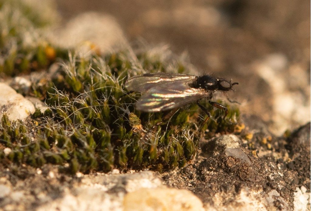 Bibio sp. (Bibionidae), maschio