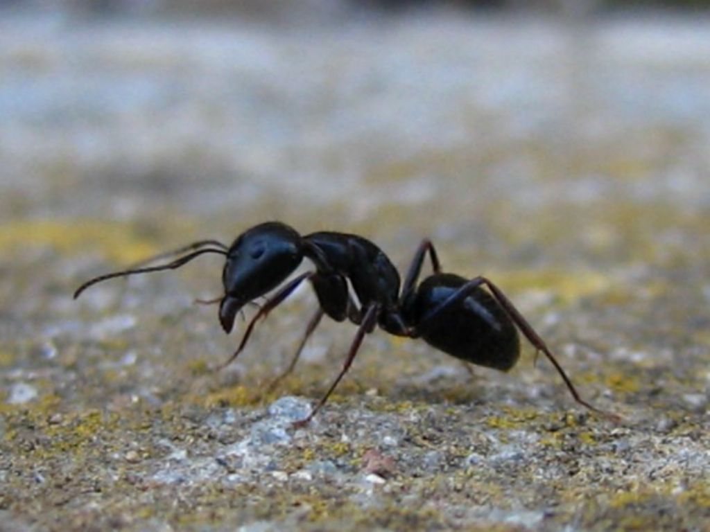Formica da determinare,Camponotus sp.
