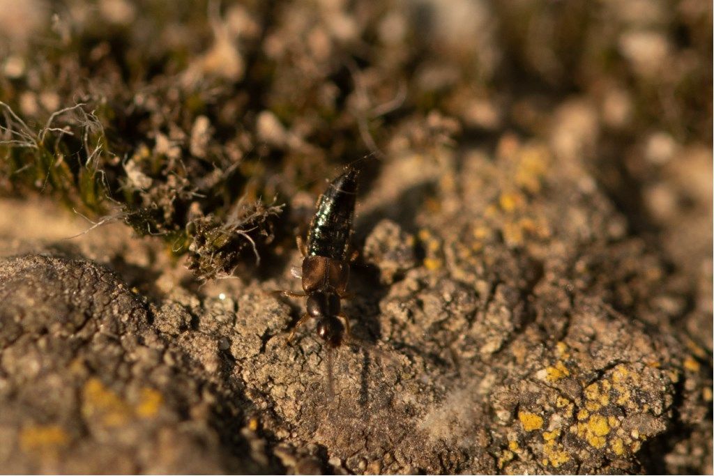 Coleottero Staphylinidae da determinare