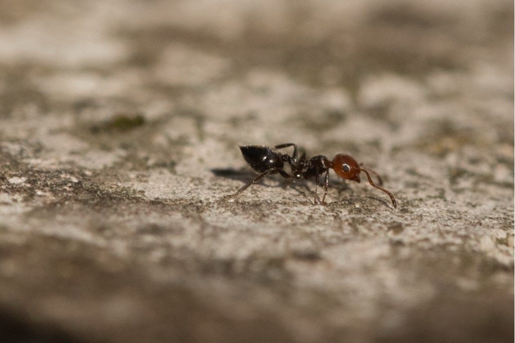 Formicidae: Crematogaster scutellaris