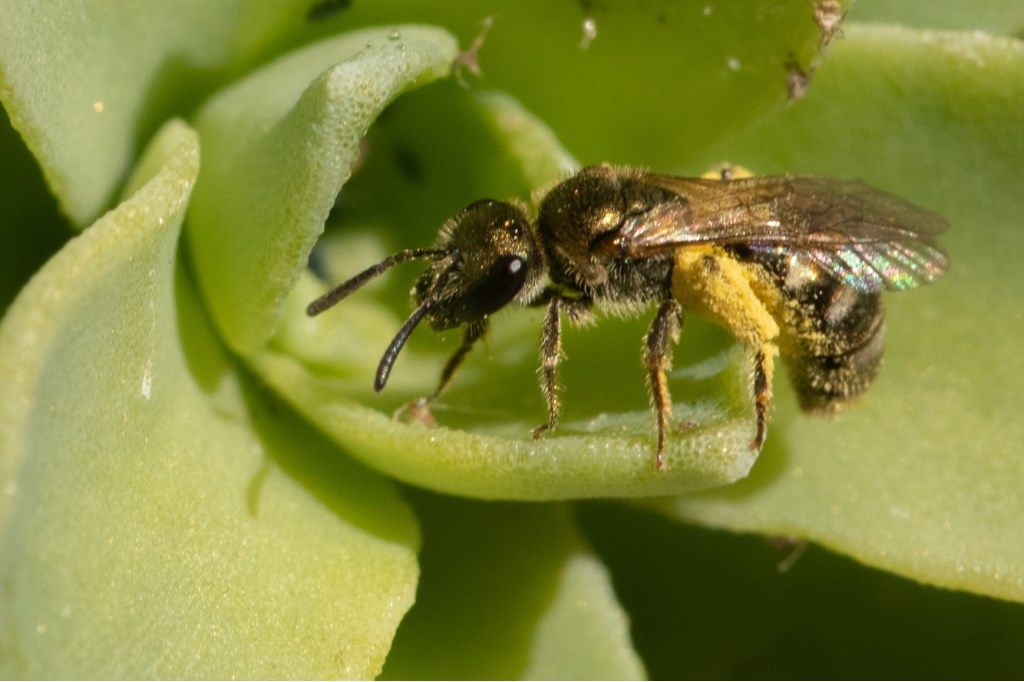 Apidae Halictinae