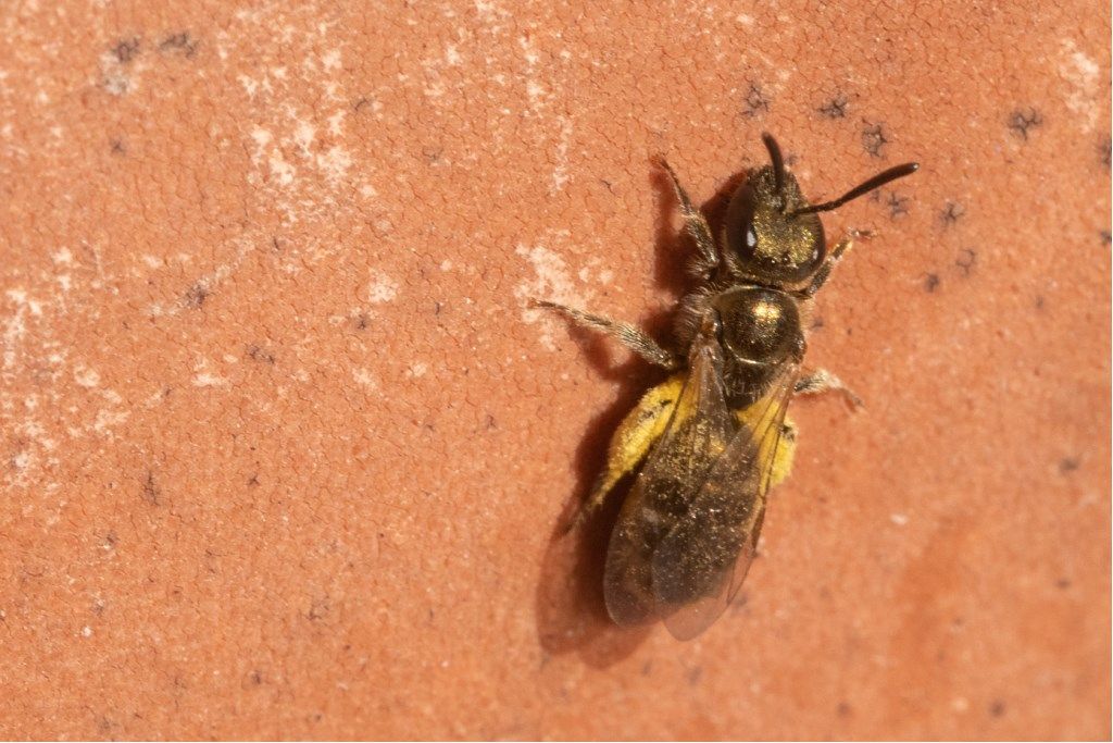 Apidae Halictinae