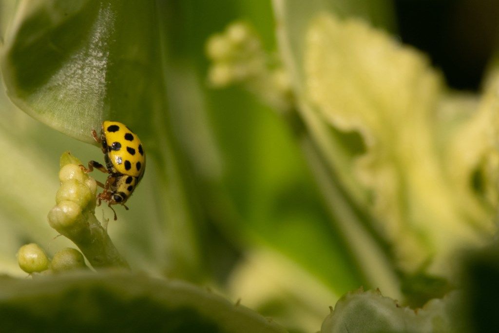 Coccinellidae: Psyllobora vigintiduopunctata? S.