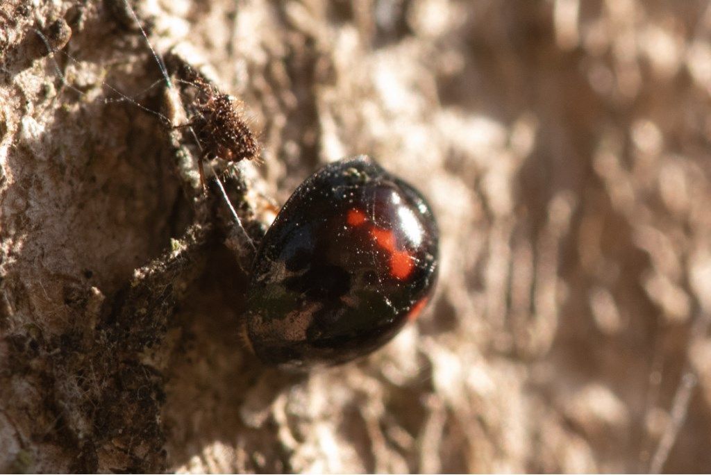 Coccinellidae: Chilocorus similis? No, C. bipustulatus