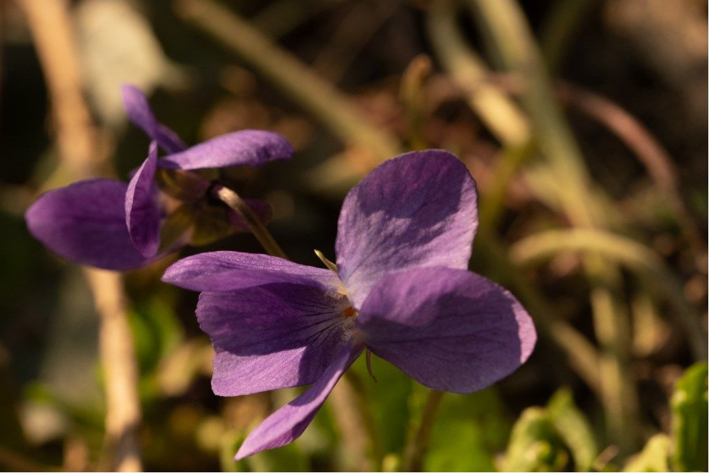 Viola odorata