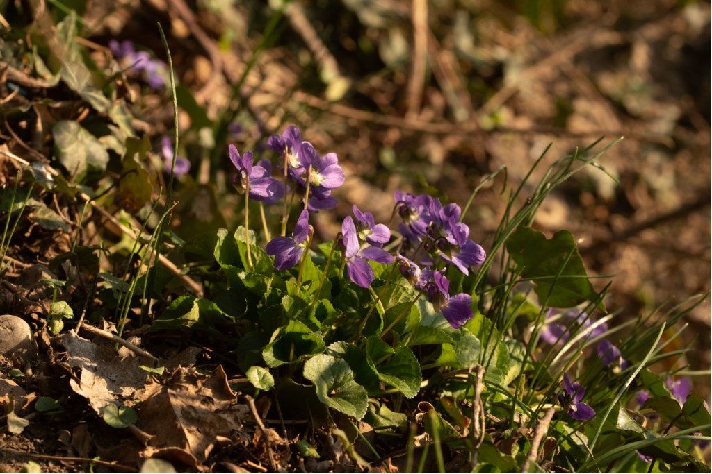 Viola odorata
