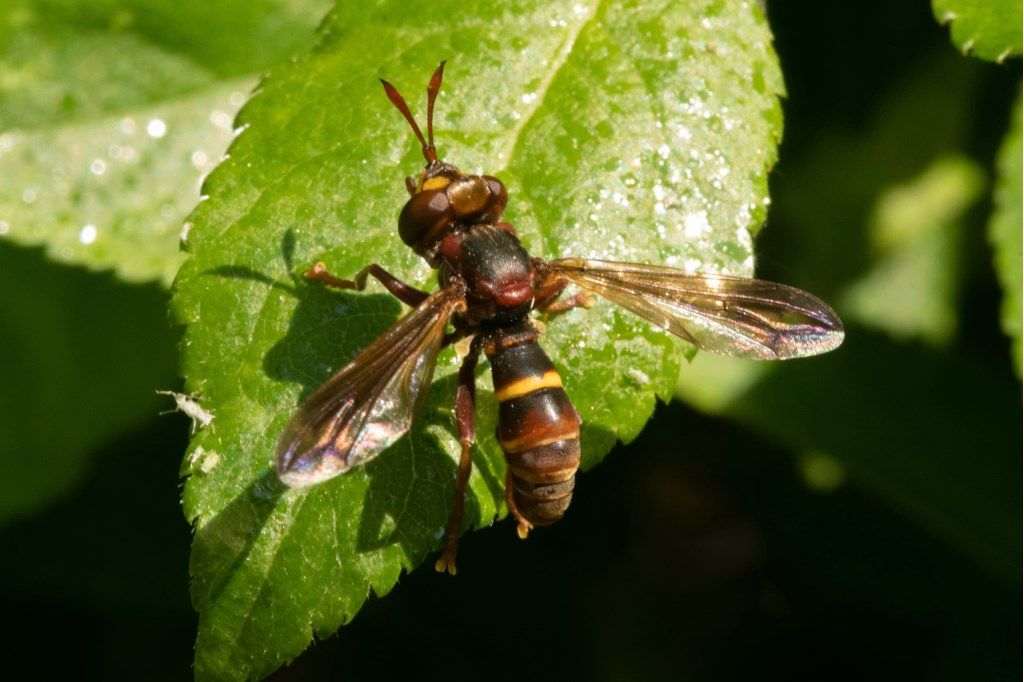 Conopidae: Conops (Conops) vesicularis