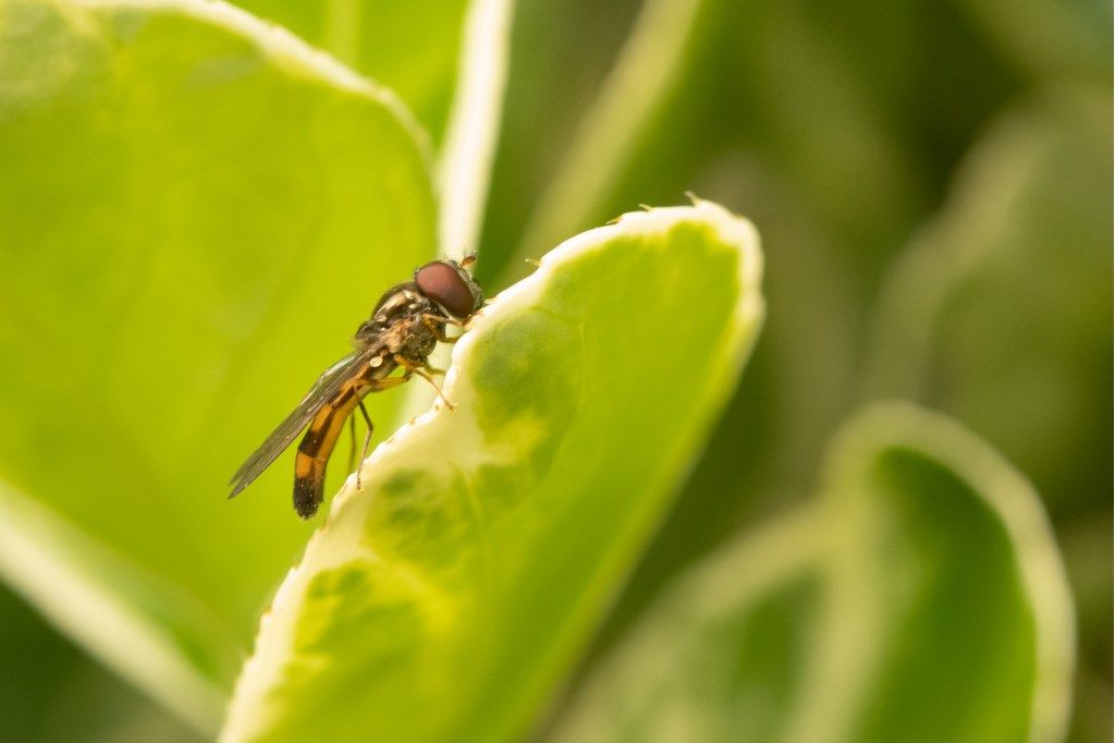 Syrphidae da determinare