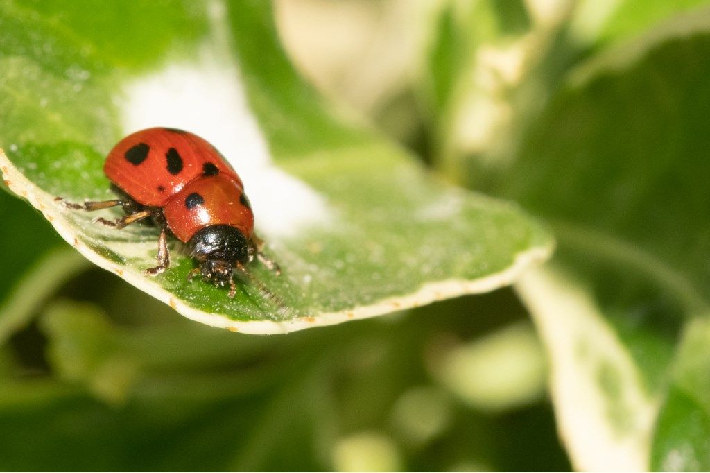 Coccinellidae? No, Chrysomelidae, Gonioctena fornicata