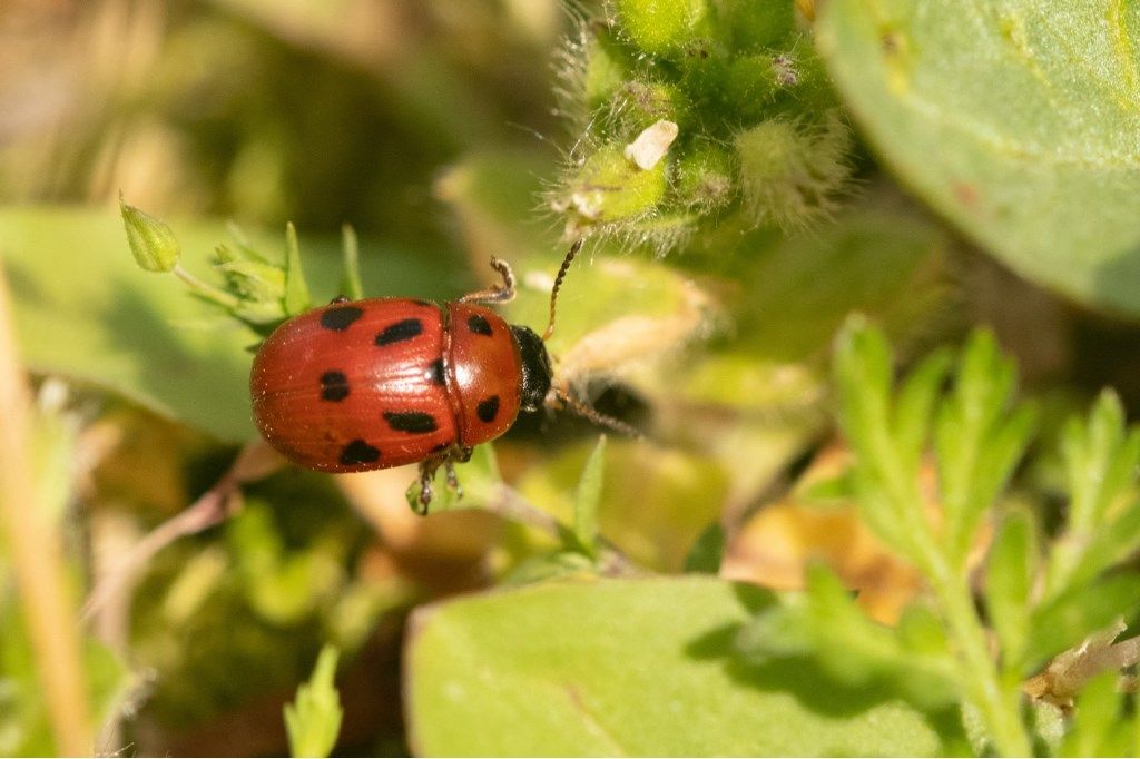 Coccinellidae? No, Chrysomelidae, Gonioctena fornicata