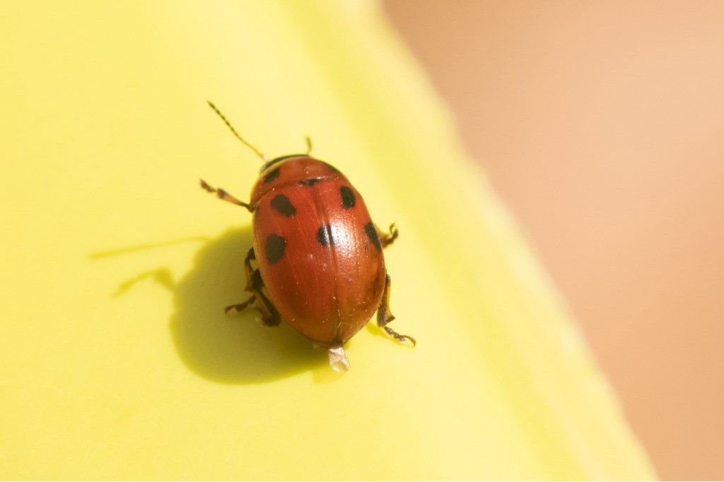 Coccinellidae? No, Chrysomelidae, Gonioctena fornicata