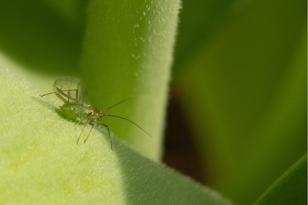 Aphididae da determinare .Possibile   Aulacorthum solani ?