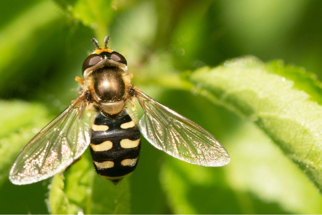 Syrphidae: Eupeodes corollae, femmina