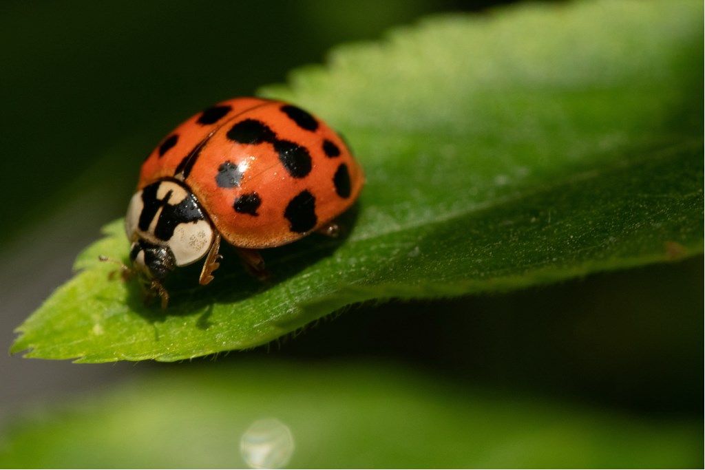 Harmonia axyridis? S
